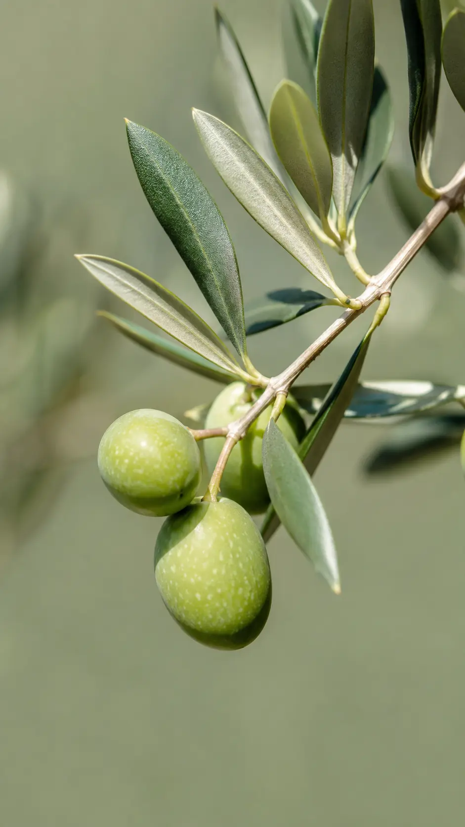 Bahçe peyzajında kullanılan zeytin ağacı